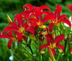 Red_Hill