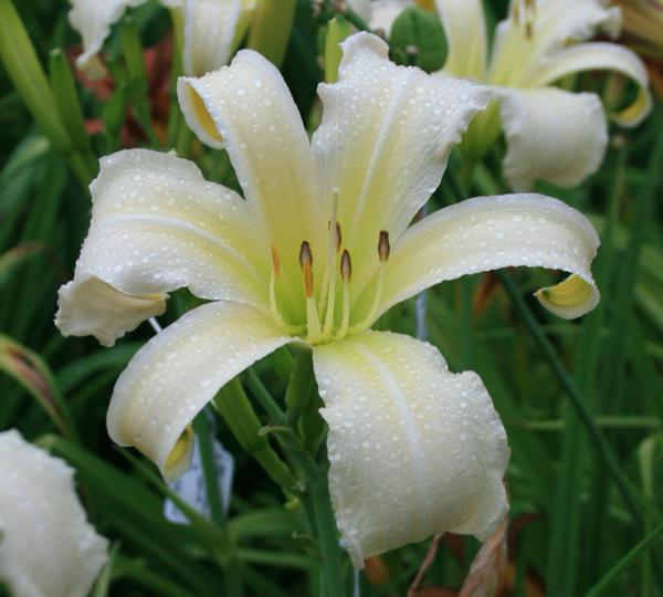 White Chocolate_cropped