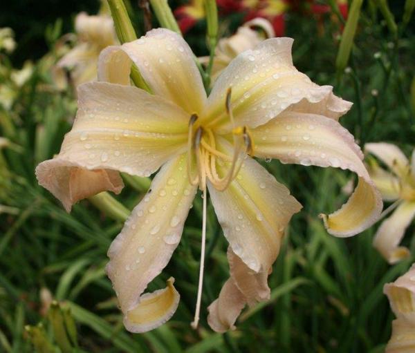 THUNDER ASUNDER_cropped