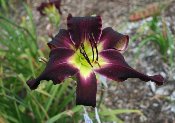 METZGERS_PURPLE_STORM2_cropped