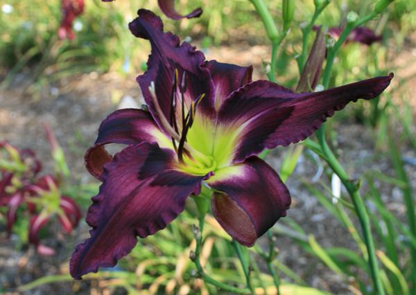 METZGERS_PURPLE_STORM_cropped