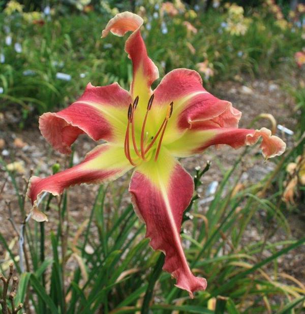 RightTurnOnRed2_cropped