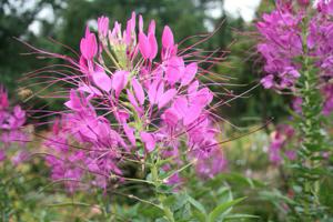 WOODHENGE CLEOME