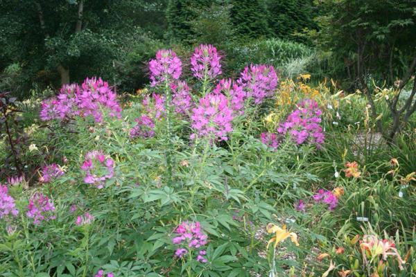 Woodhenge_Cleome