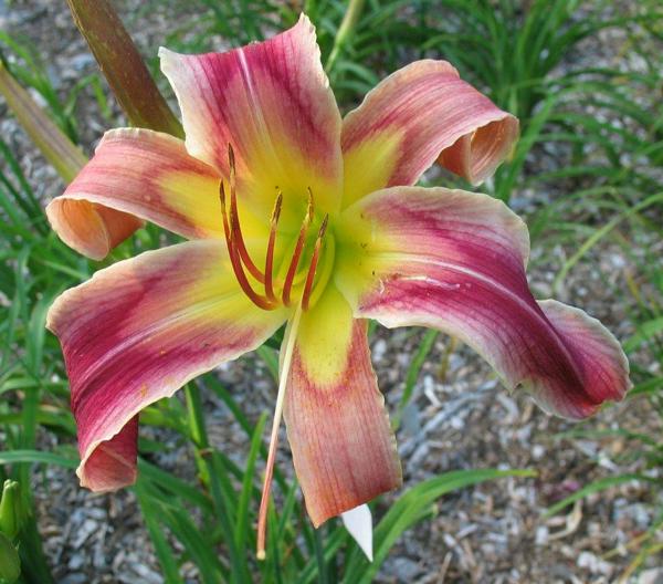 WoodhengeNatural_1