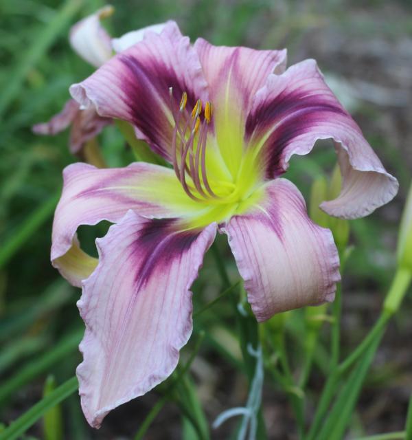 Plumbum_cropped