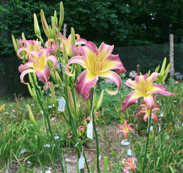 Vintage_Virginia_clump_cropped