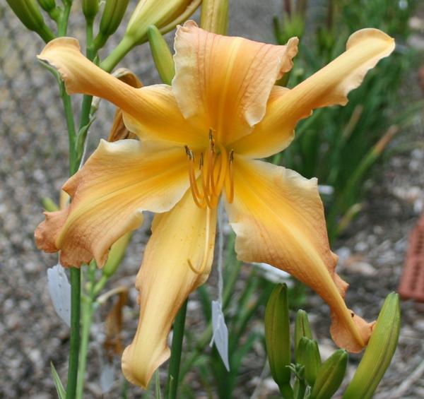 Metzgers Orange Storm